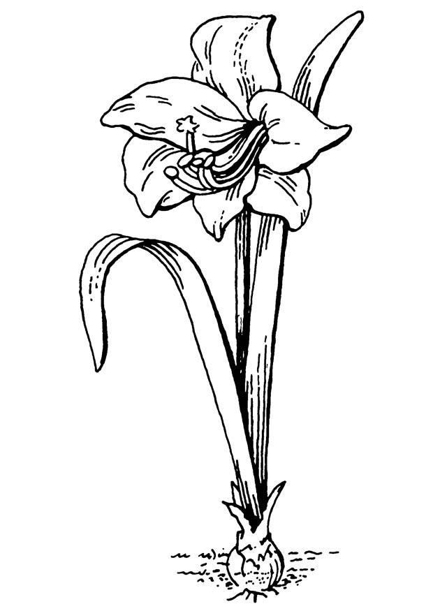 Pix For > Amaryllis Flower Drawing