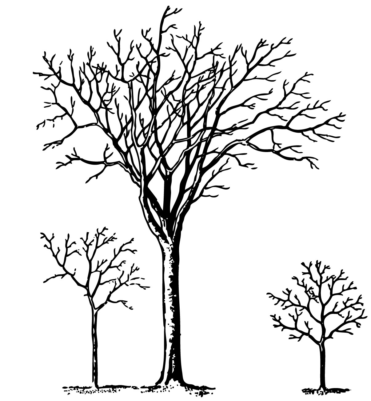 free clip art black and white tree - photo #29