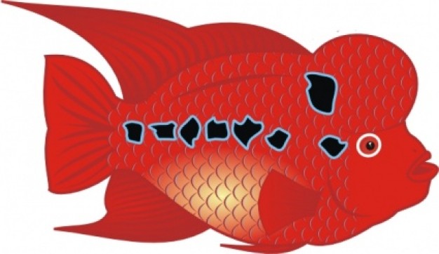 Danz Flowerhorn Fish clip art Vector | Free Download