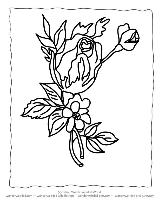 Flower Coloring Sheets rose,Free Printable Flower Coloring Pages ...
