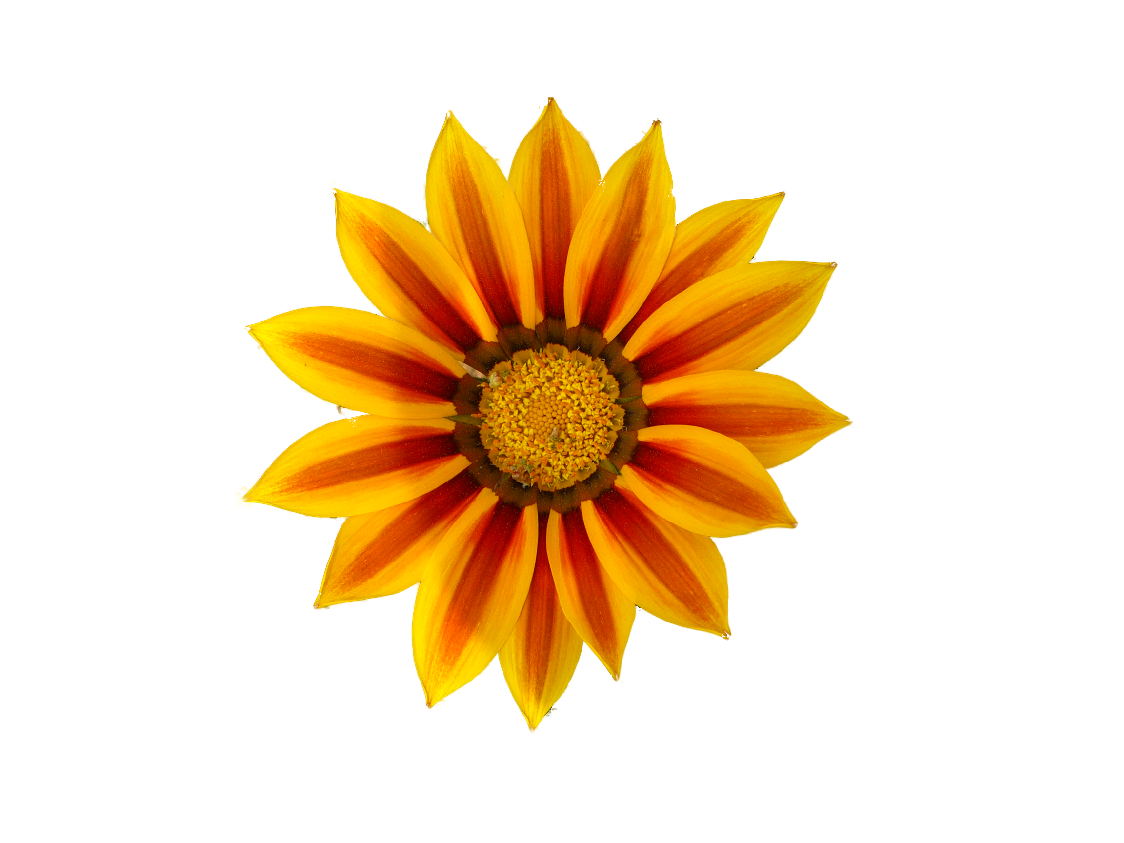 Images For > Orange Daisy Png