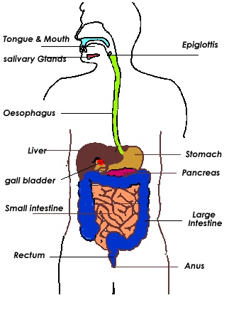 kusinexyz: digestive system diagram