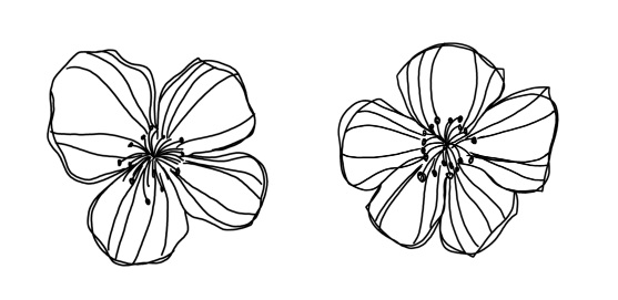 Flowers Outline - polyvore clippingg♥ Photo (31358627) - Fanpop