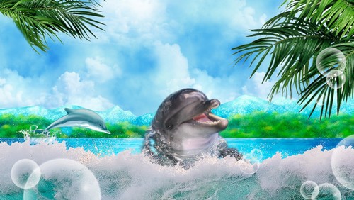 20+ Cute Dolphins Wallpapers - Refresh Your Desktop