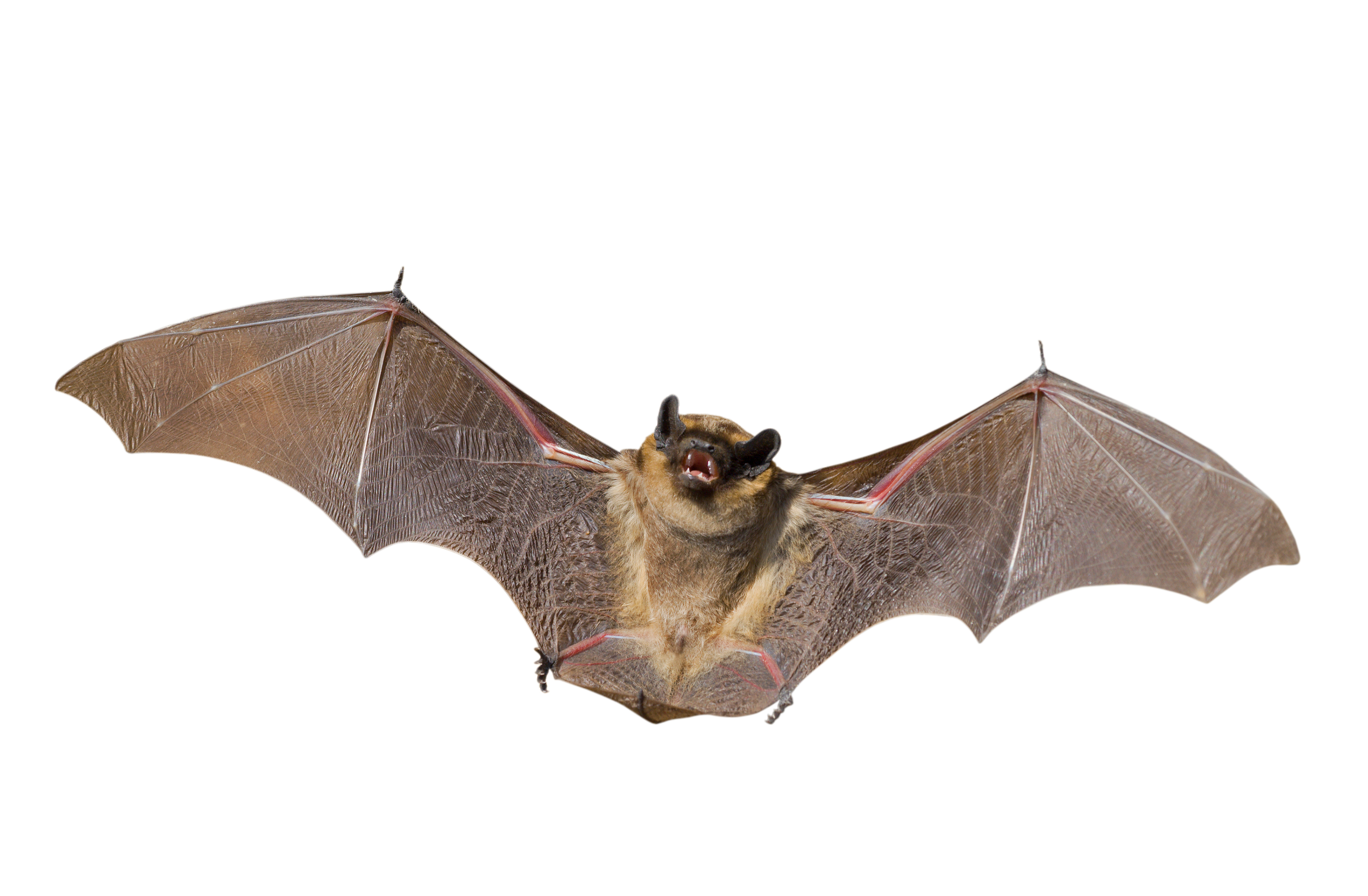 Bat Removal, Control, Repellent & Exclusion - How to Get Rid of ...