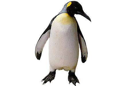 King penguin - Free Clip Art - DK Books - ClipArt Best - ClipArt Best