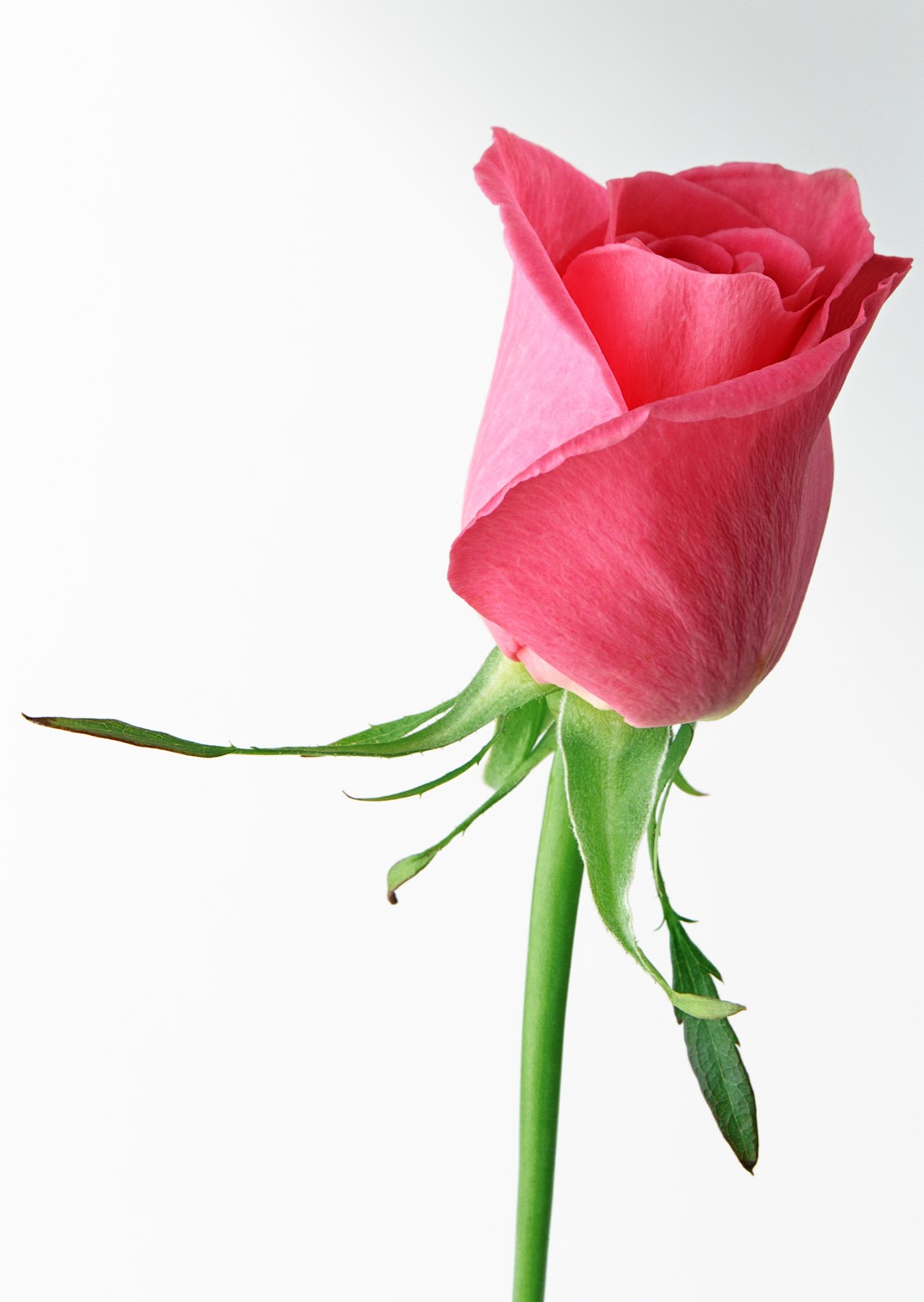Beautiful Single Pink Rose | Clipart Panda - Free Clipart Images