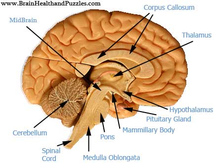 Human Brain Diagram | Alzheimer's Treatment