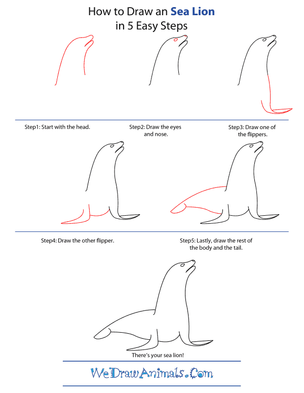 how-to-draw-a-sea-lion-step-by ...
