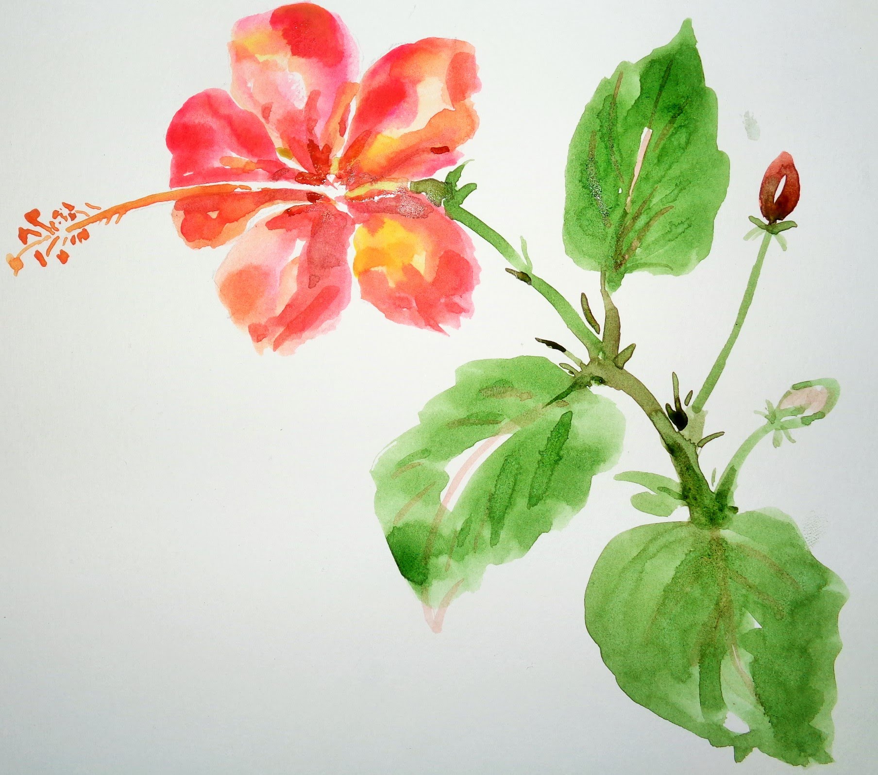 hibiscus-flower-on-shoe-drawing-eveliza-tumisma