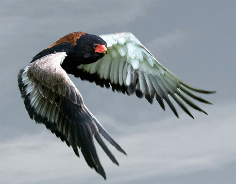 How to Photograph Birds in Flight – PictureCorrect