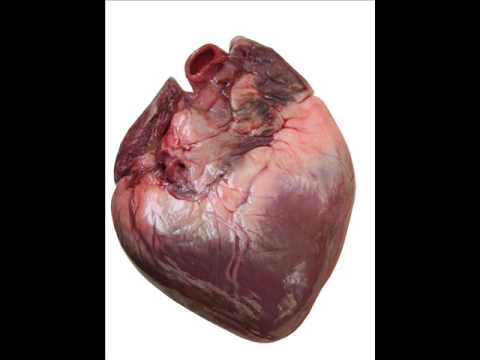 Human Heart Beat - YouTube