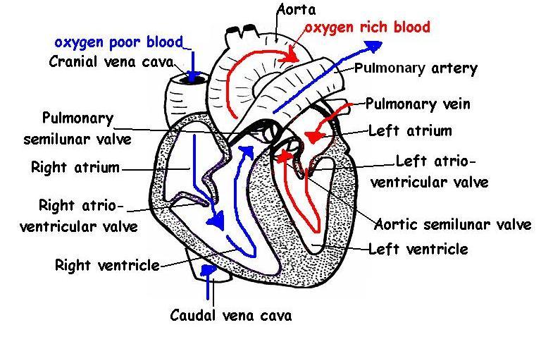 Heart Diagram Easy To Draw | Download PDF