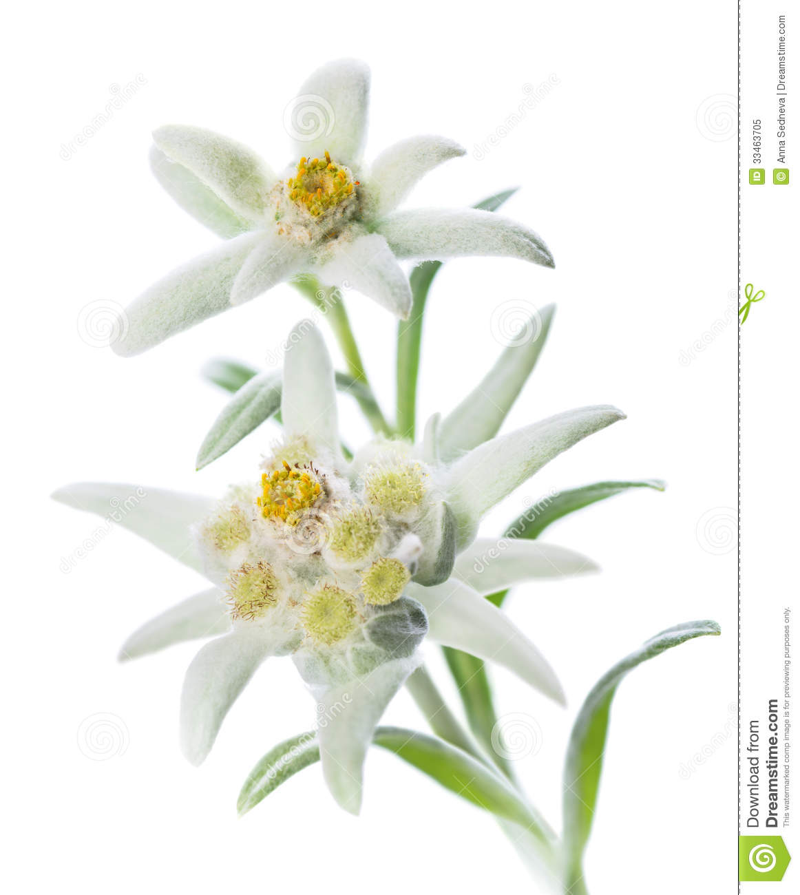 clipart edelweiss flower - photo #6