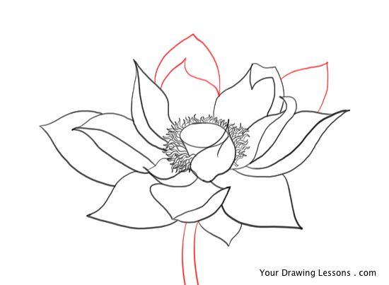 lotus_flower_pencil_drawing.jpg
