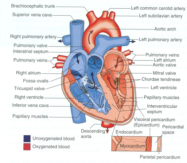 Diagram of the heart | A&p | Pinterest