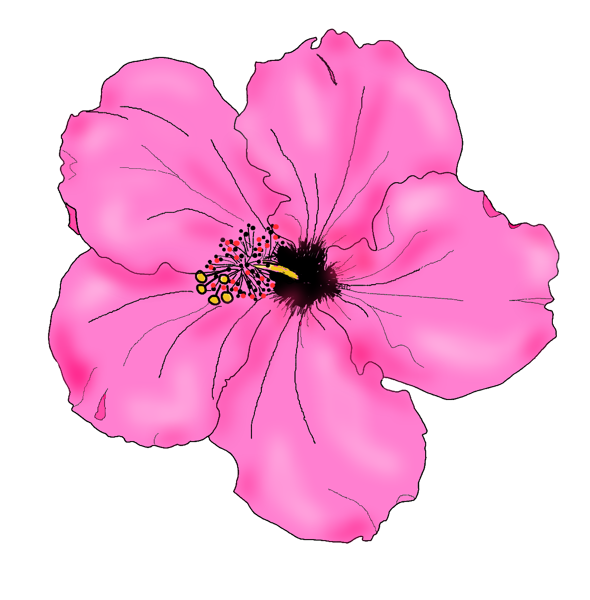 Hibiscus Flower Drawings Clipartsco