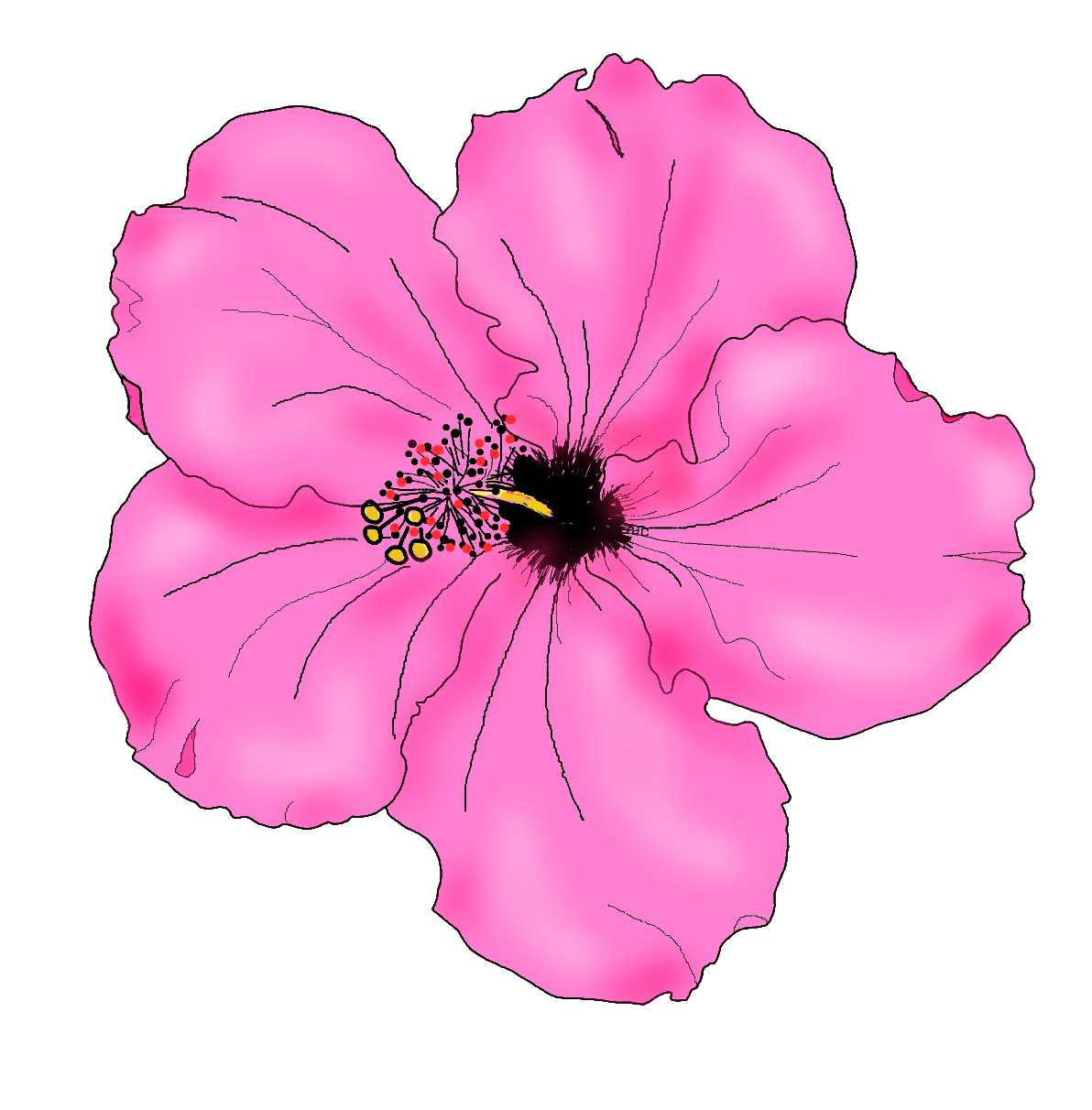 Hibiscus Flower Drawings Cliparts co