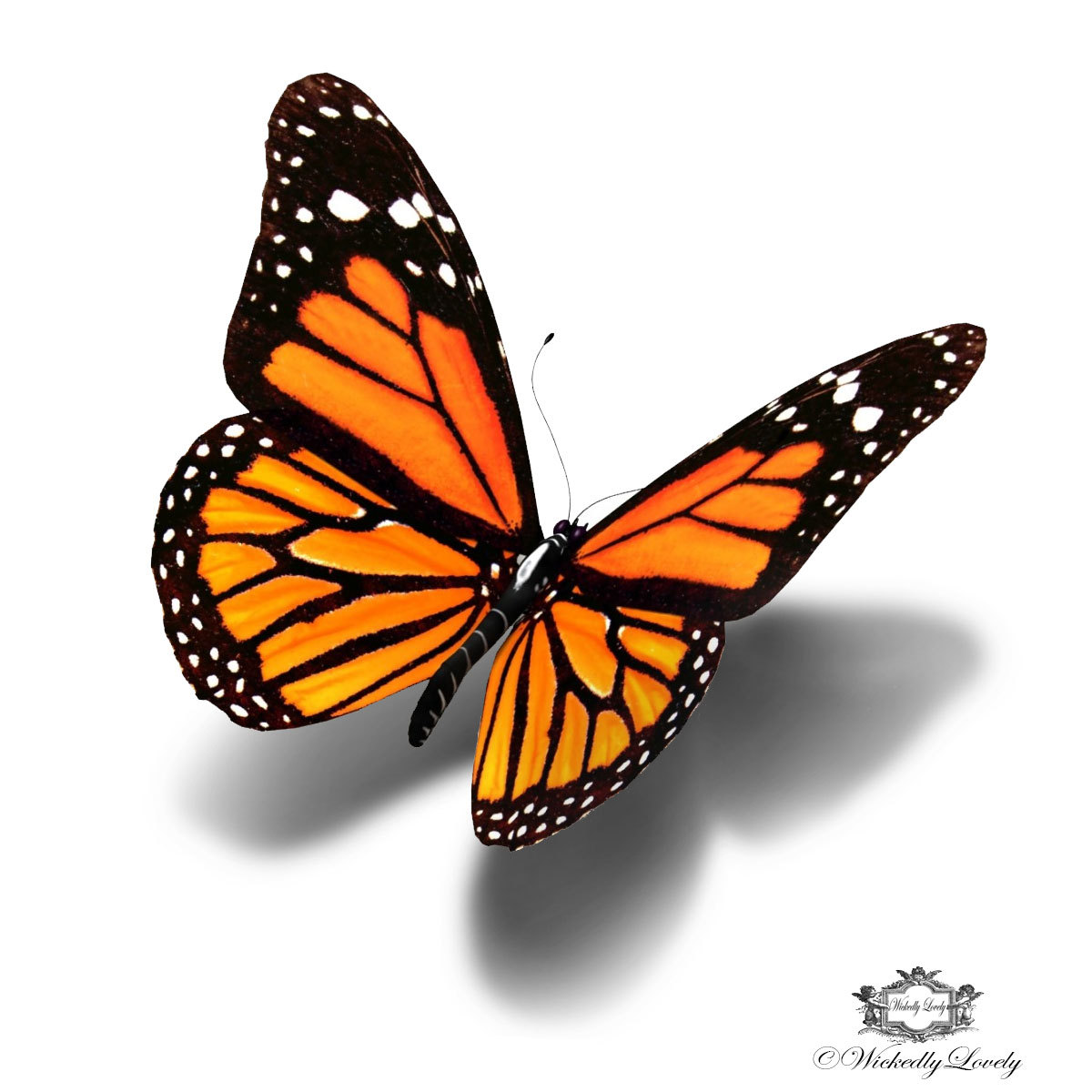found-on-bing-from-www-pinterest-co-uk-black-butterfly-butterfly