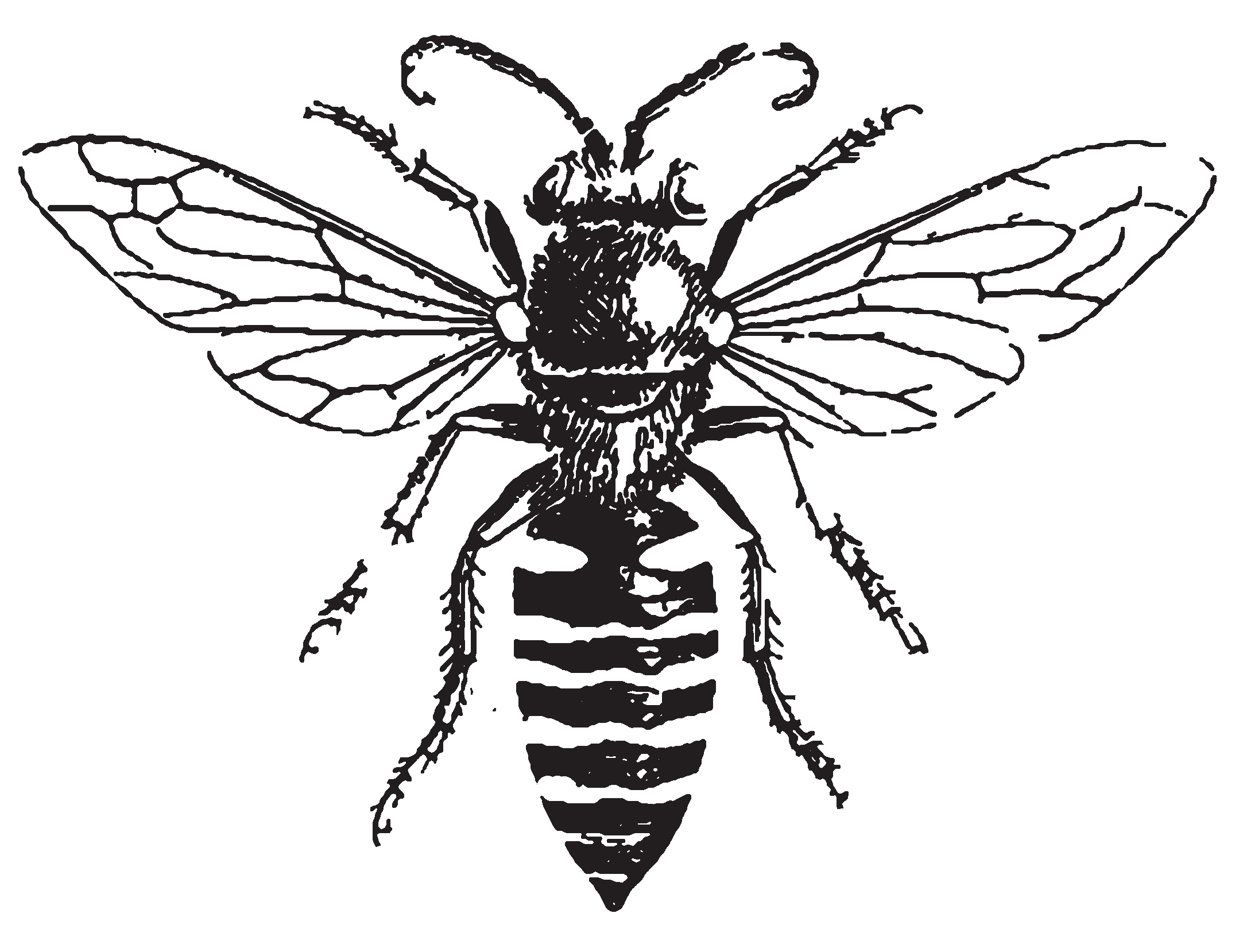 Honey Bee Drawing - ClipArt Best