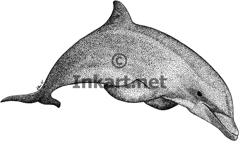 Bottlenose Dolphin (Tursiops truncatus) Line Art and Full Color ...
