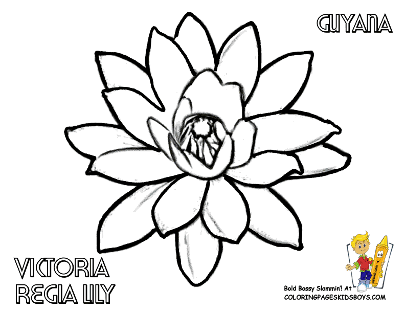 Coloring Flower Picture | Lily | Free | Flower Coloring Page ...