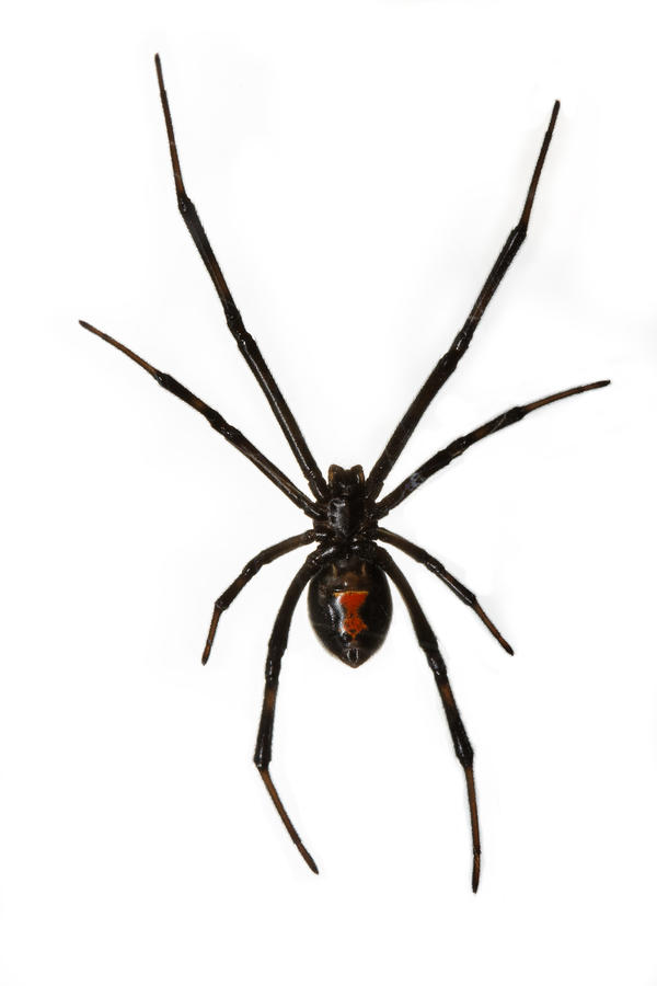 Spiders | Vinx Pest Control