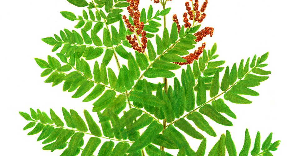 clara-cervino | Botanical illustration