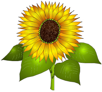 Pin Sunflower Clip Art | Clipart Panda - Free Clipart Images