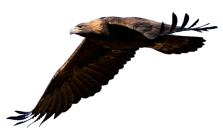 eagle bird clip art - photo #25