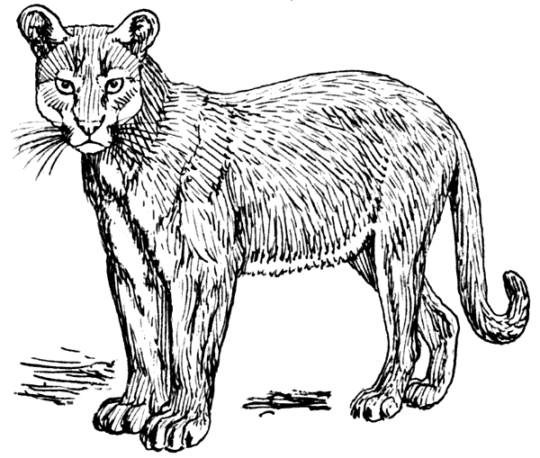 Free Puma Clipart, 1 page of Public Domain Clip Art