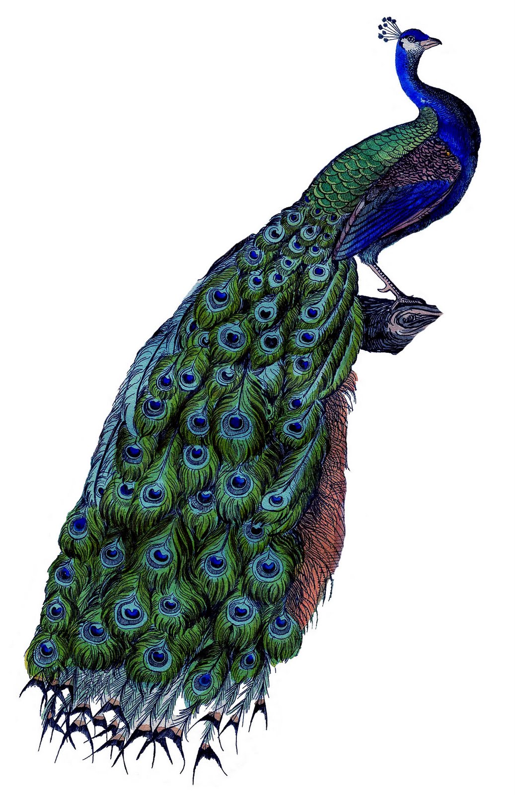Peacock Clipart Free | Clipart Panda - Free Clipart Images
