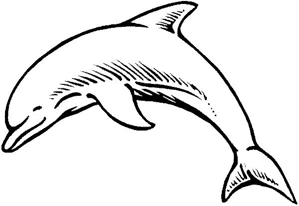 Dolphin Drawing Outline - Gallery