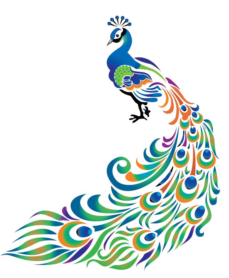Peacocks on Pinterest | 313 Pins