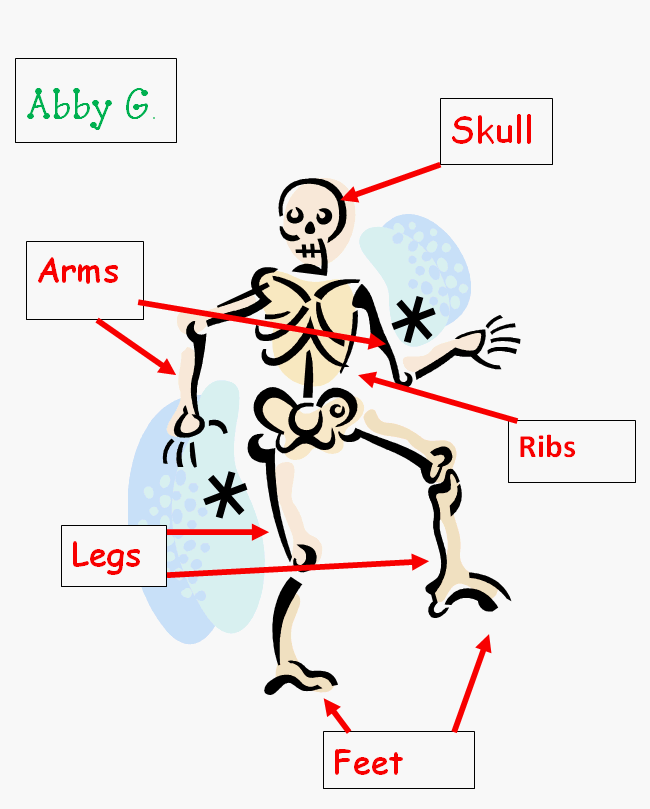 Label the Skeleton Bones | K-5 Computer Lab
