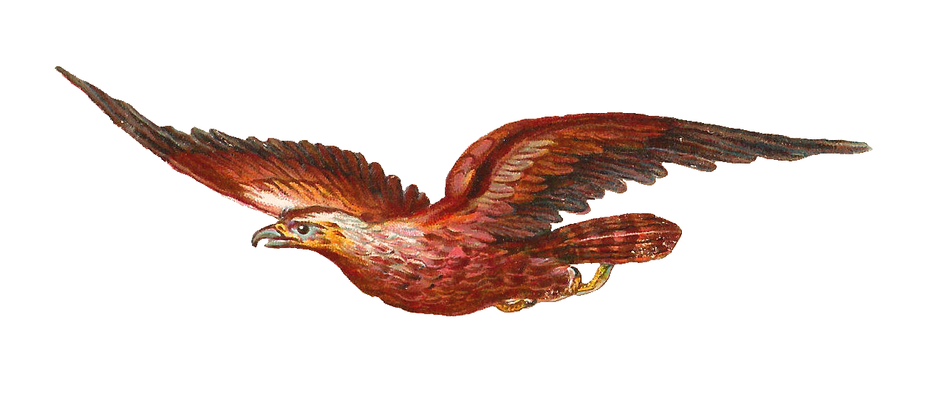 Antique Images: Bird of Prey Clip Art: Bird of Prey in Flight ...