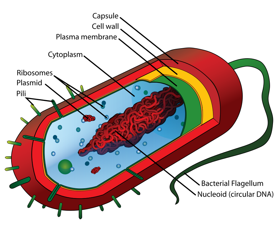 File:Average prokaryote cell- en.svg - Wikipedia, the free ...