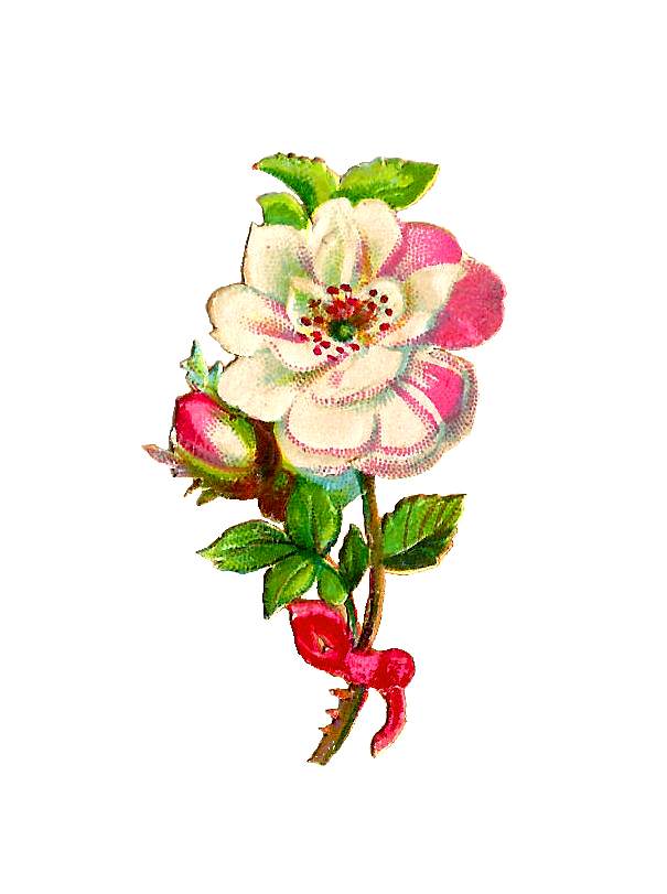 Antique Images: Free Flower Clip Art: White Rose and Strawberry ...