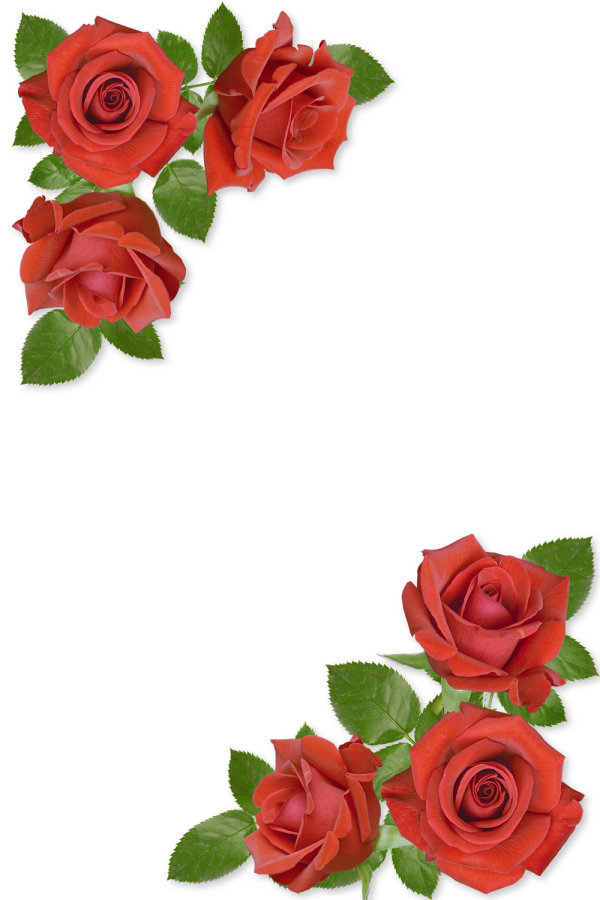 Rose Flower Border Design Drawing / Rose flower petals on white