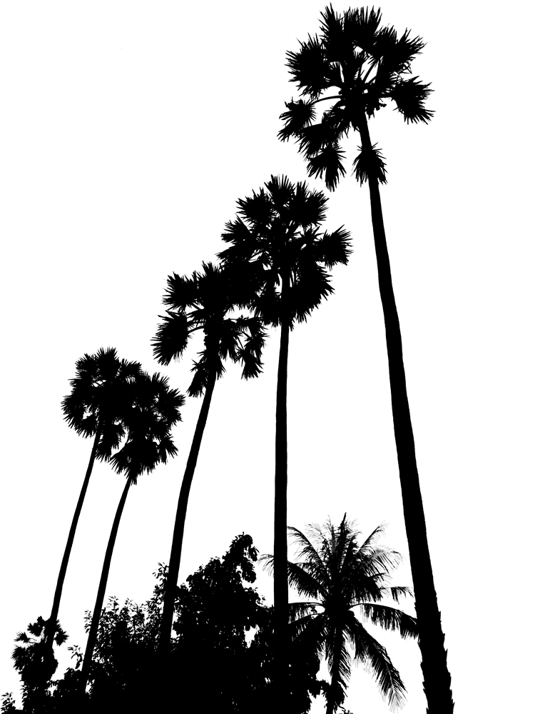 Silhouette Of Palm Tree