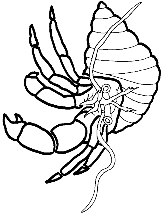 Hermit Crab coloring page - Animals Town - animals color sheet ...