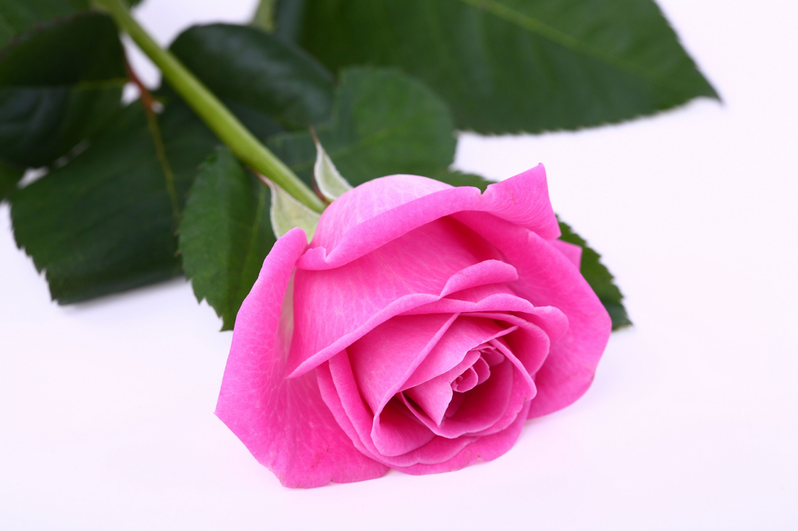 Single Pink Rose - Cliparts.co