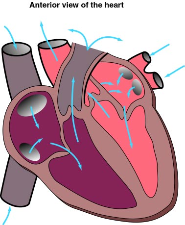 Unlabeled Heart Diagram - Cliparts.co