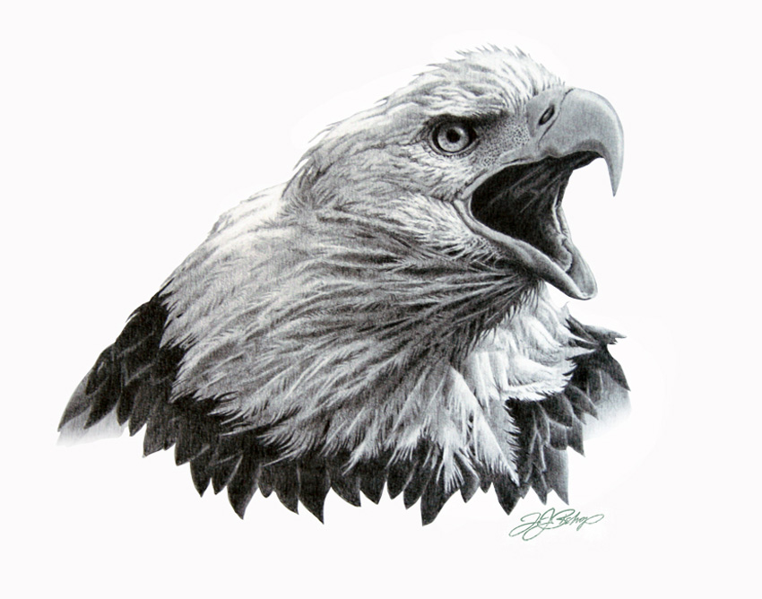 Eagle Head Study in Graphite | TJ Bishop Art