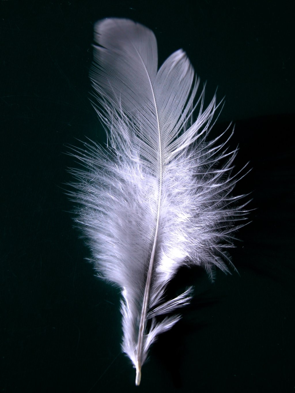 White feather - Wikipedia, the free encyclopedia
