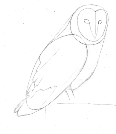 How to Draw a Barn Owl | Pencil Sessions
