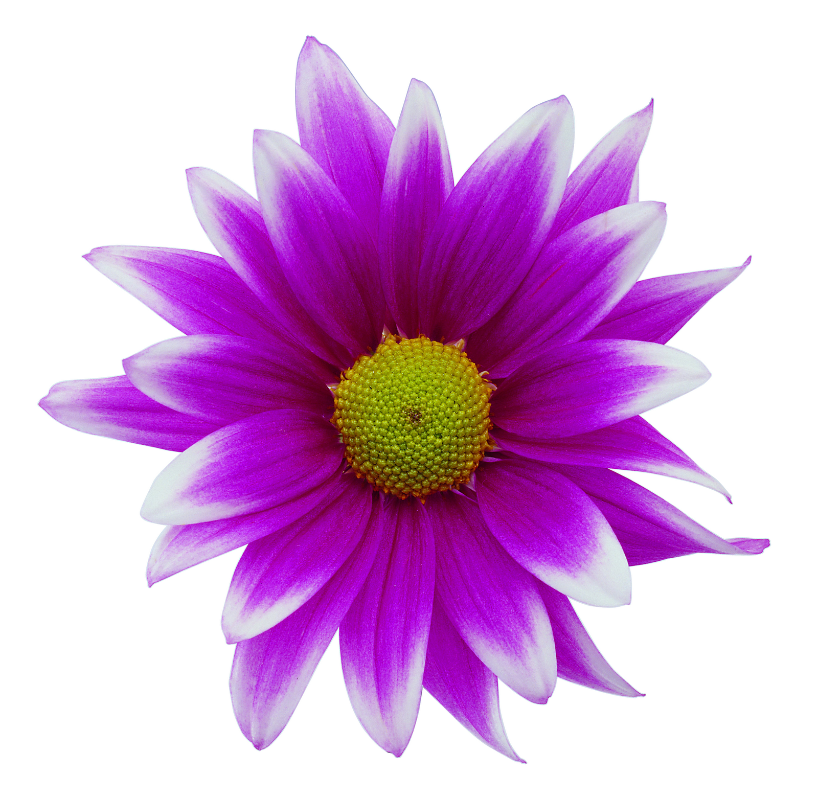 Flower Images Free Cliparts Co