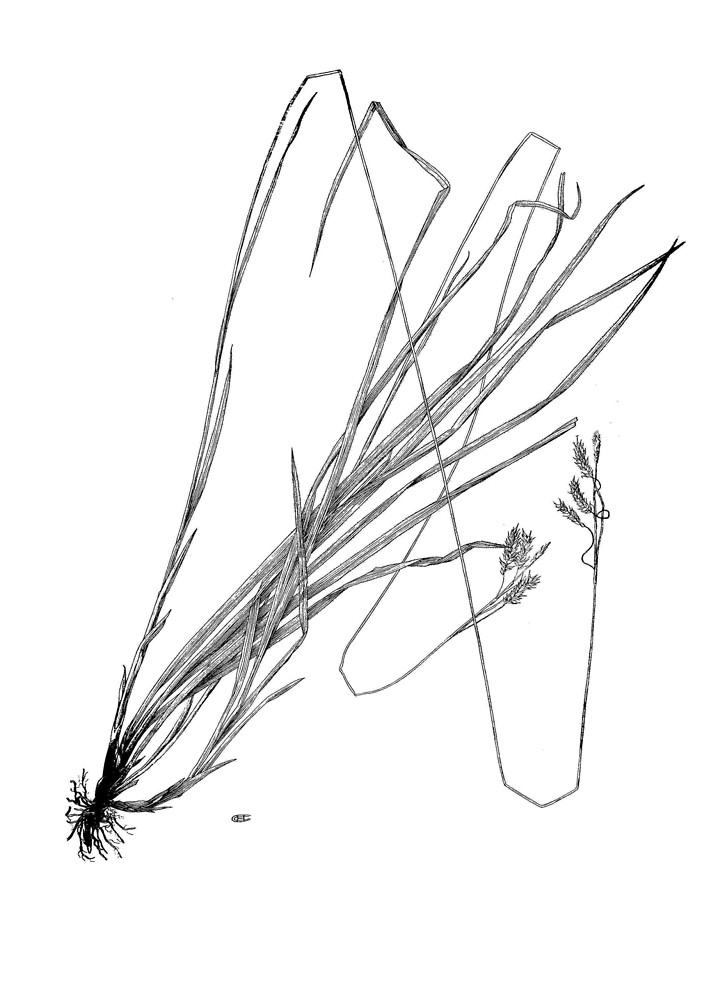 Carex castanea (chestnut sedge): Go Botany