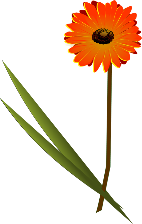 flowers gerbera 1 - vector Clip Art