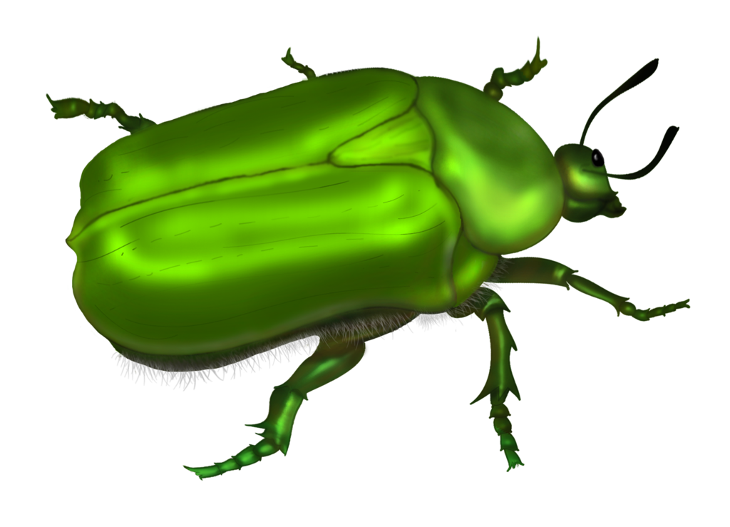 Green Beetle Vector by roula33 on deviantART